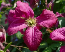 клематис содертелье