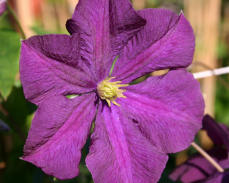 клематис этуаль виолет