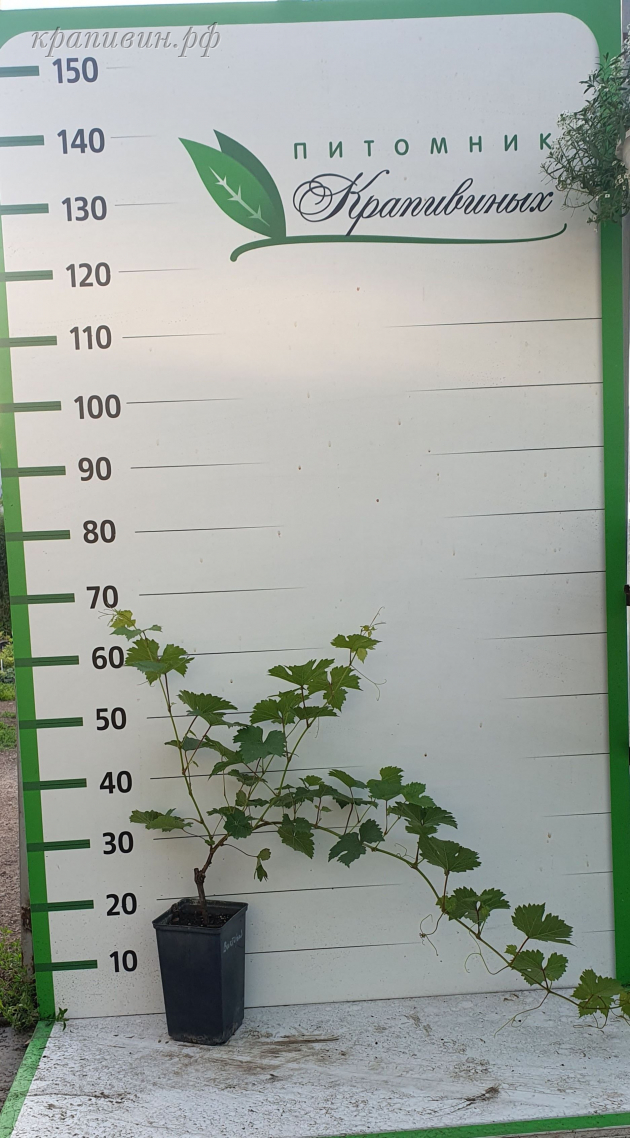 виноград на урале