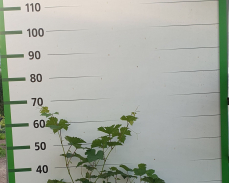 виноград на урале