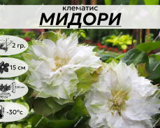 мидори