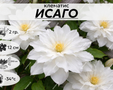 карточка