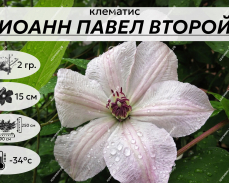 карточка