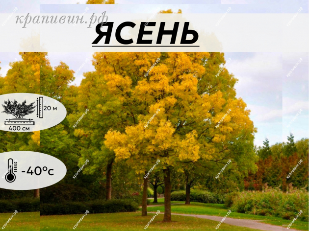 саженцы деревьев купить 