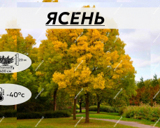 саженцы деревьев купить 