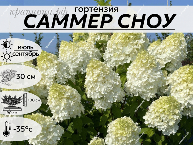 Саммер Сноу Питомник Крапивиных