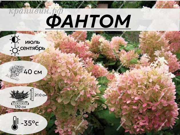 Гортензия Фантом