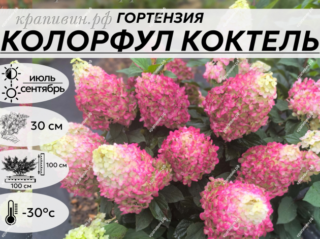 Колорфул Коктейль