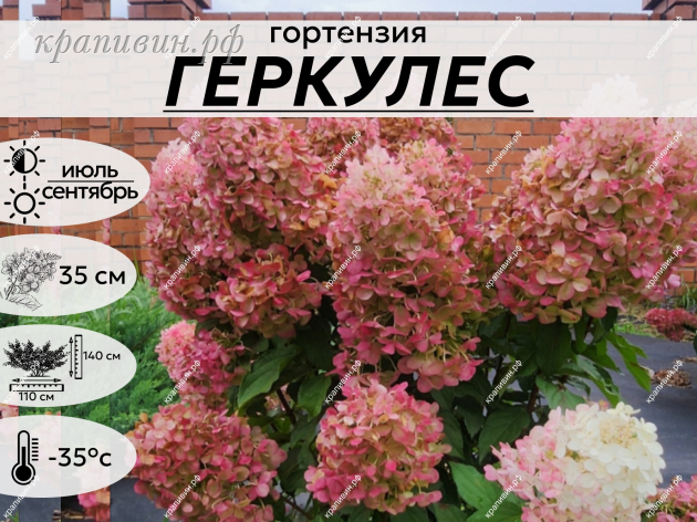 Гортензия Геркулес фото