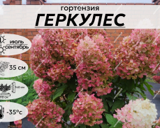 Гортензия Геркулес фото