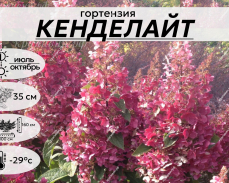 Кенделайт