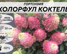 Колорфул Коктейль