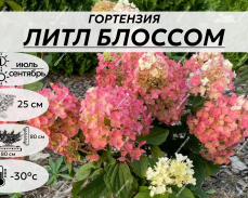 Литл Блоссом купить  на Урале
