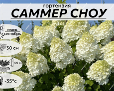 Саммер Сноу Питомник Крапивиных