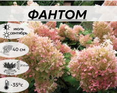 Гортензия Фантом