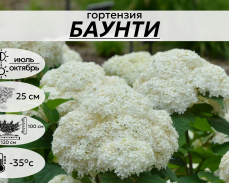Баунти
