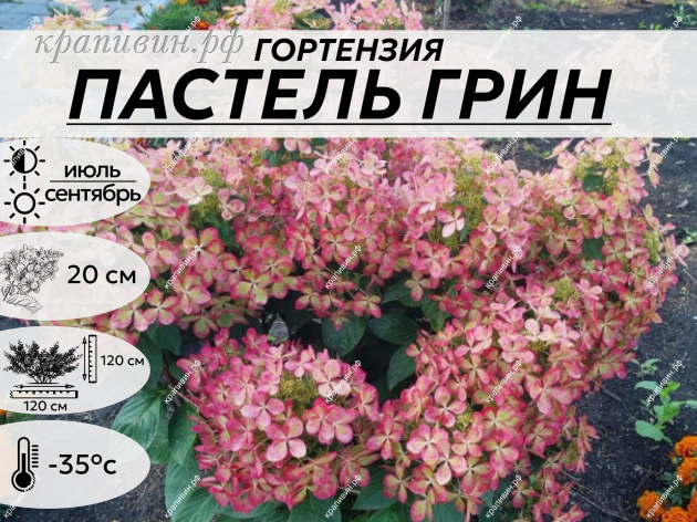ПАСТЕЛЬ ГРИН