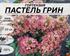 ПАСТЕЛЬ ГРИН
