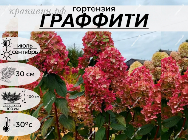 ПИТОМНИК КРАПИВИНЫХ