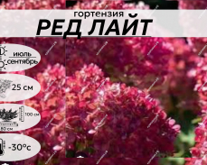 РЕД ЛАЙТ