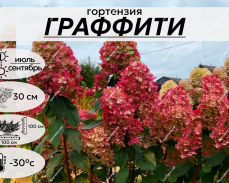 ПИТОМНИК КРАПИВИНЫХ
