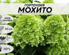 МОХИТО
