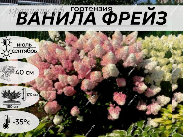 ВАНИЛА ФРЕЙЗ