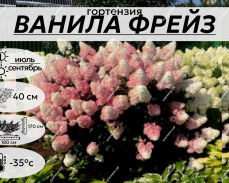 ВАНИЛА ФРЕЙЗ