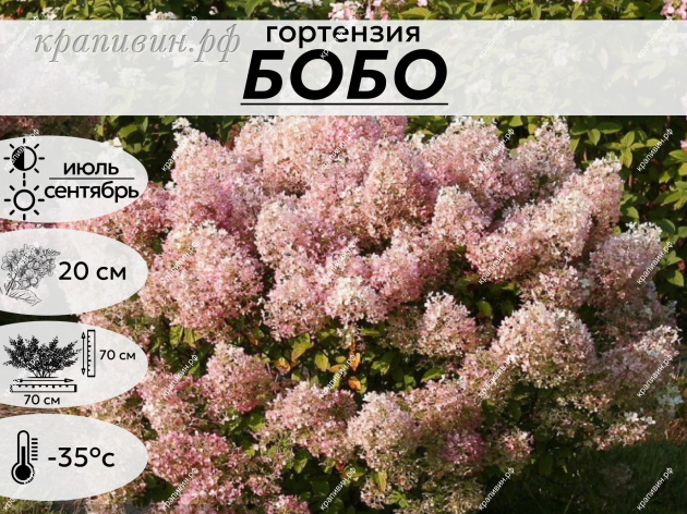 БОБО ФОТО