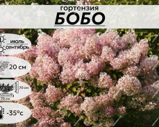 БОБО ФОТО