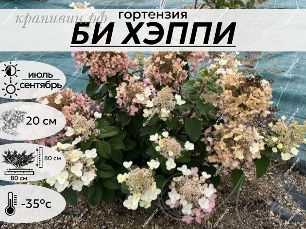 БИ ХЕППИ