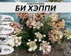 БИ ХЕППИ