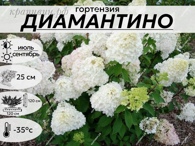 ДИАМАНТИНО