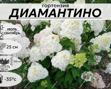 ДИАМАНТИНО