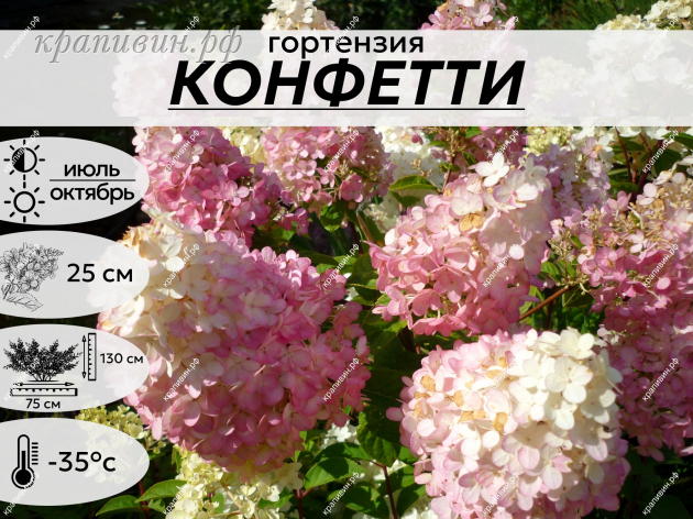 КОНФЕТТИ
