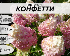 КОНФЕТТИ