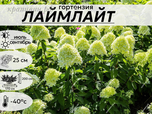ЛАЙМЛАЙТ