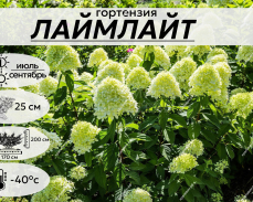 ЛАЙМЛАЙТ