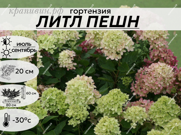 ЛИТЛ ПЕШН