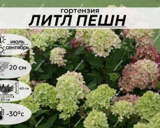 ЛИТЛ ПЕШН