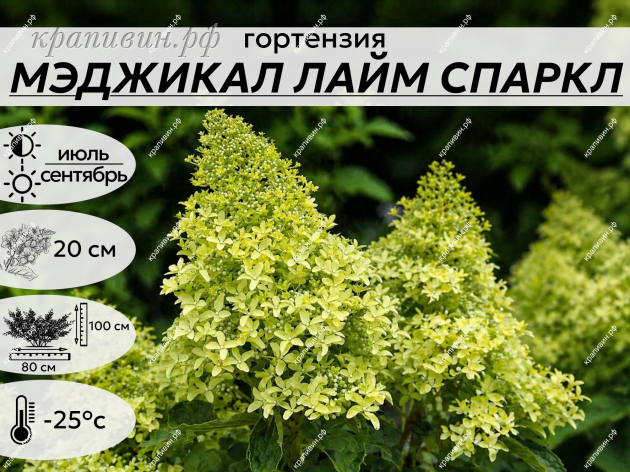 МЕДЖИКАЛ ЛАЙМ СПАРКЛ