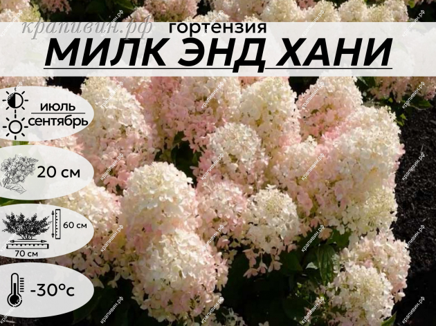 МИЛК ЭНД ХАНИ