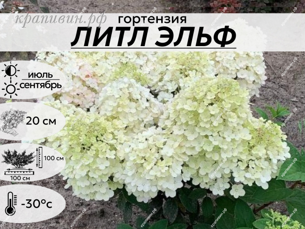 ЛИТЛ ЭЛЬФ