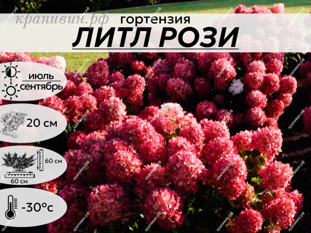 питомник крапивиных