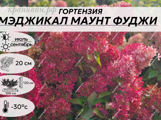 МАУНТ ФУДЖИ