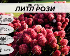 питомник крапивиных