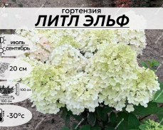 ЛИТЛ ЭЛЬФ