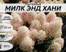 МИЛК ЭНД ХАНИ