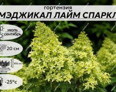 МЕДЖИКАЛ ЛАЙМ СПАРКЛ