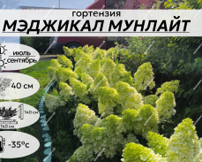 ПИТОМНИК КРАПИВИНЫХ
